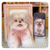 3D pet wool half body