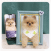 3D pet wool half body
