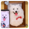 3D pet wool half body